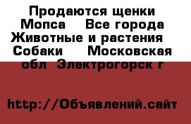 Продаются щенки Мопса. - Все города Животные и растения » Собаки   . Московская обл.,Электрогорск г.